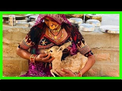 In Rajasthan, Bishnoi Woman Breastfeeds Baby Deer. Respect, Tweets .